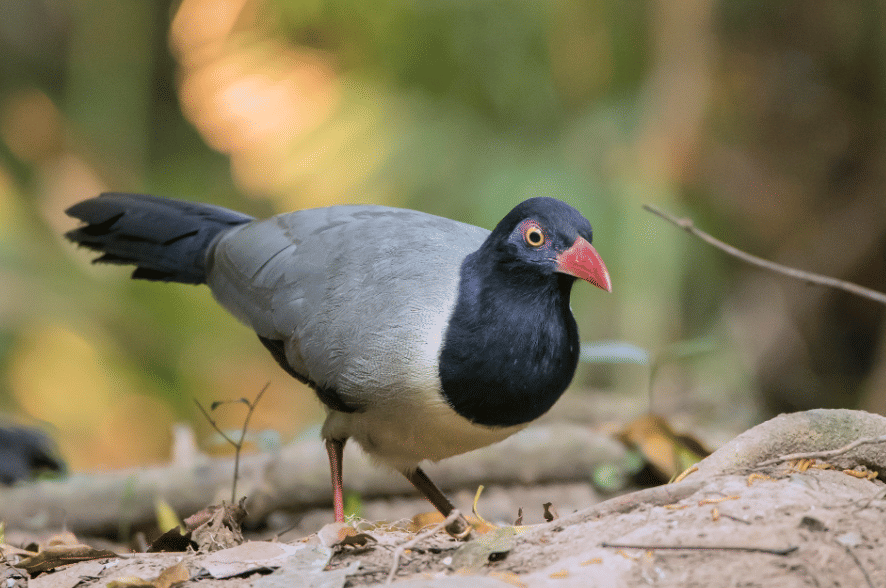 fakta burung coral billed ground cuckoo yang paruh merah koralnya paling mencolok