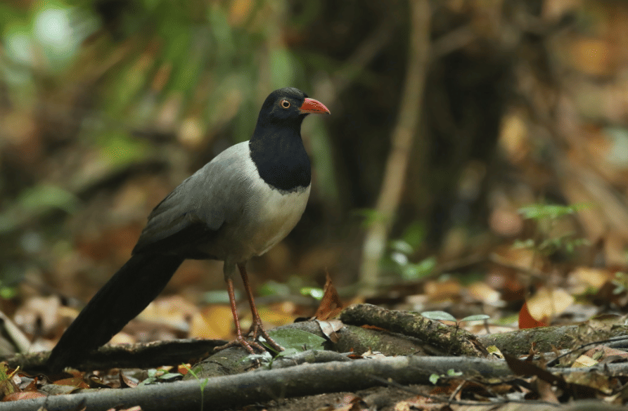 fakta burung coral billed ground cuckoo yang hidup di hutan tropis Asia Tenggara