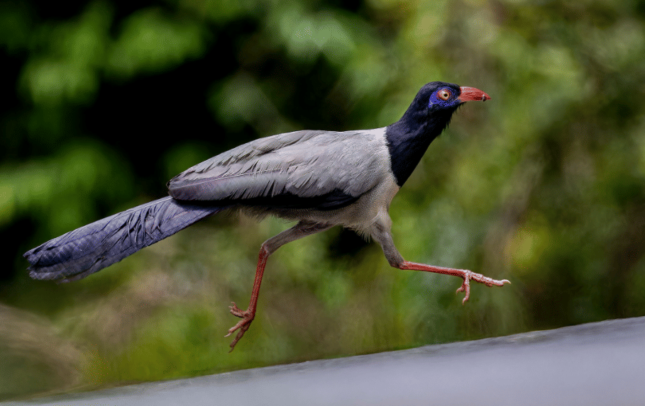 fakta burung coral billed ground cuckoo sebagai pemburu lantai hutan