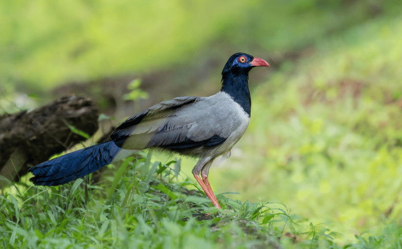 fakta burung coral billed ground cuckoo yang pembiakannya masih jarang terdokumentasi