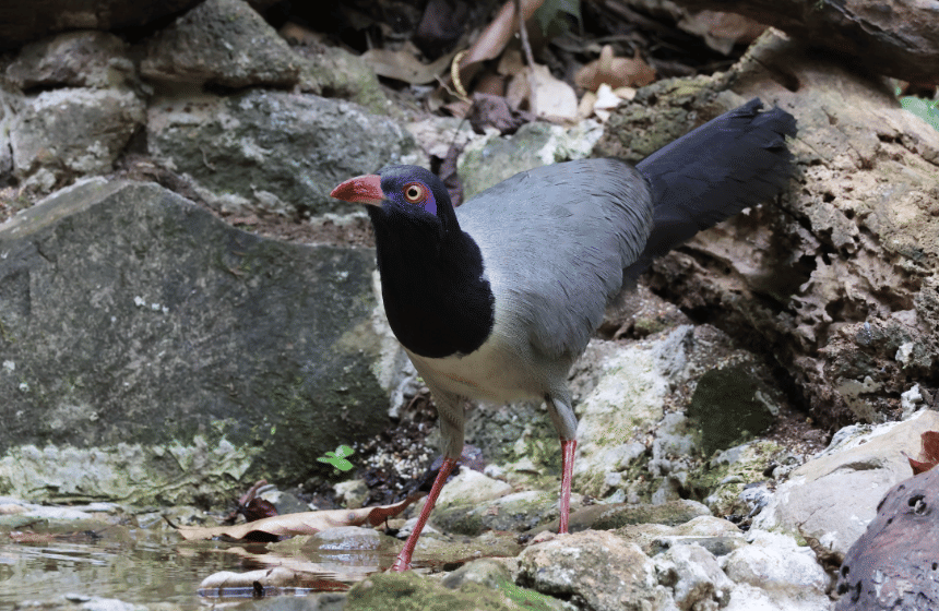 fakta burung coral billed ground cuckoo 