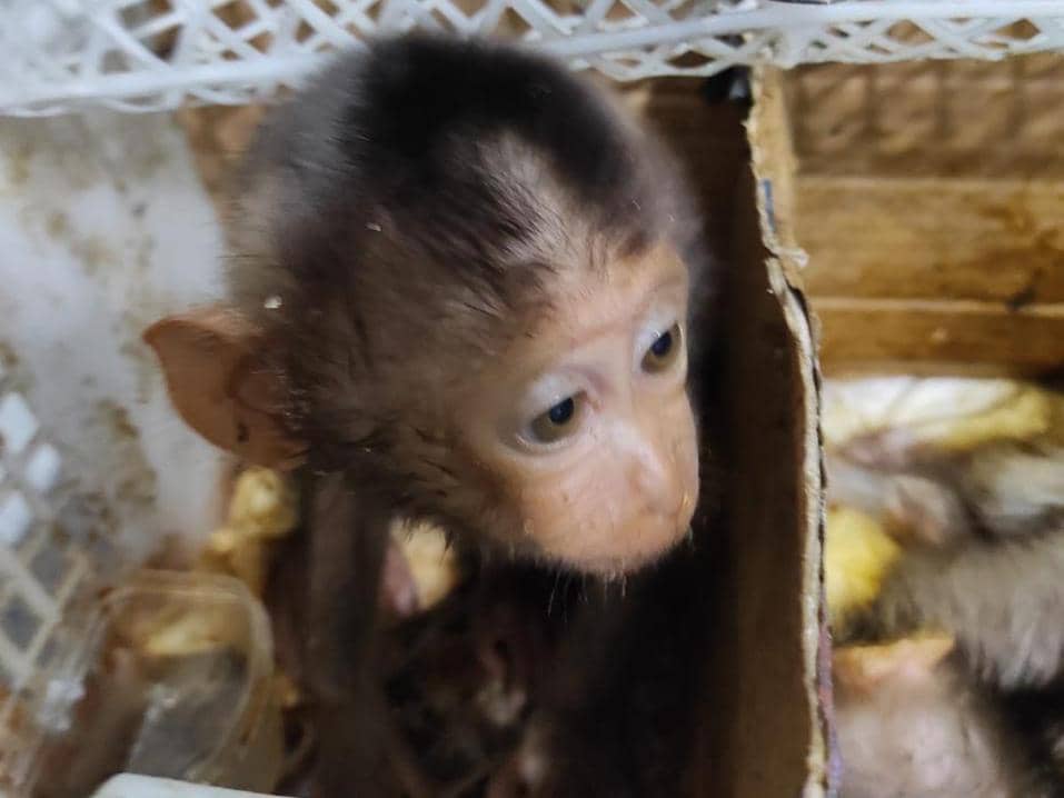 Penampakan barang bukti belasan ekor anak monyet hingga burung elang disita petugas gabungan di Bakauheni. 