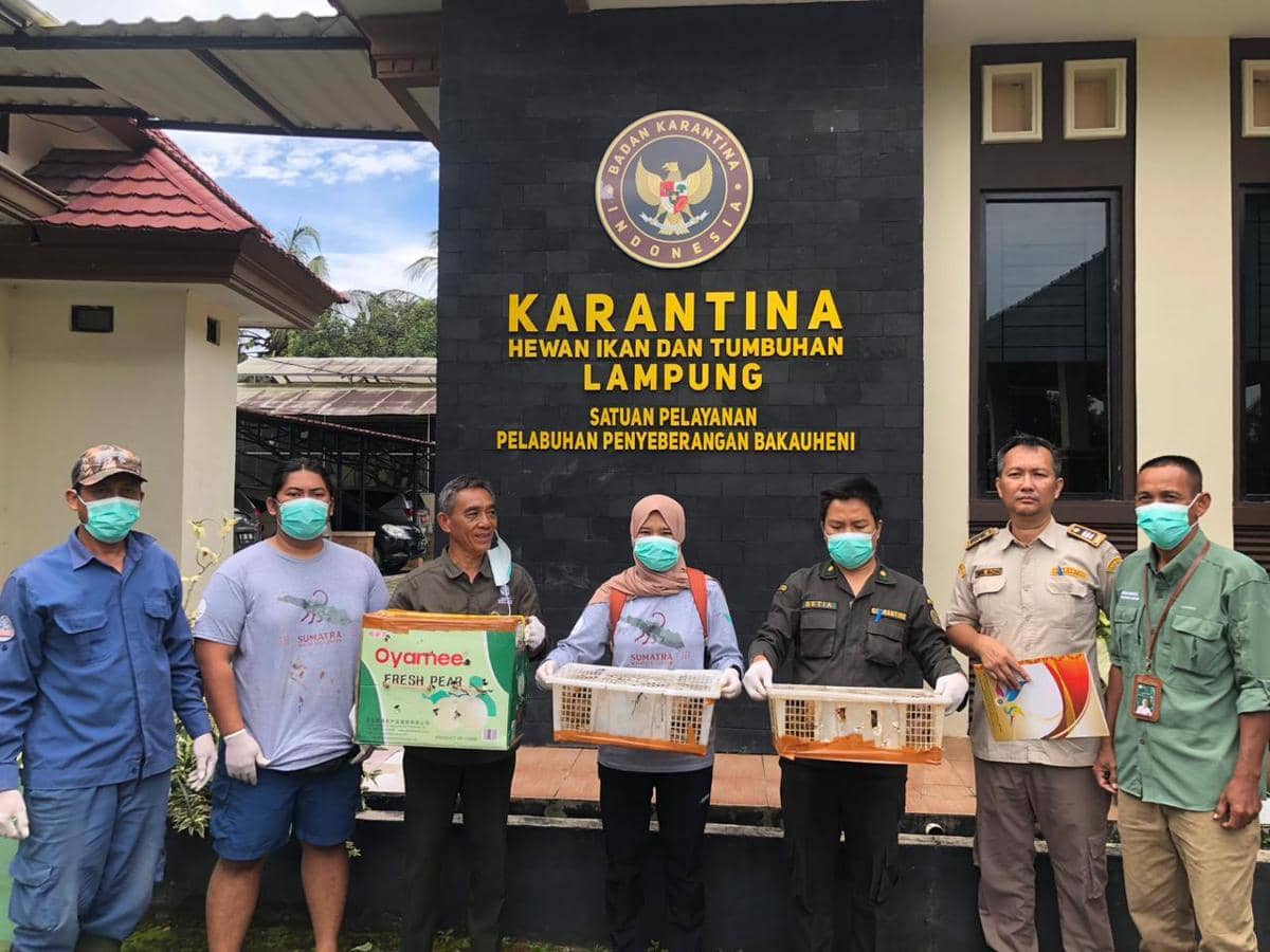 Penampakan barang bukti belasan ekor anak monyet hingga burung elang disita petugas gabungan di Bakauheni. 