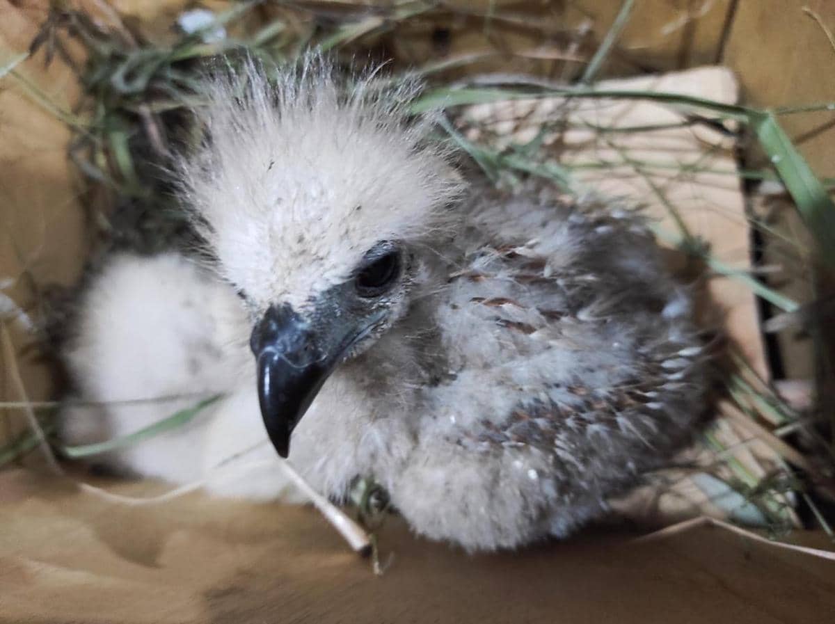 Penampakan barang bukti belasan ekor anak monyet hingga burung elang disita petugas gabungan di Bakauheni. 