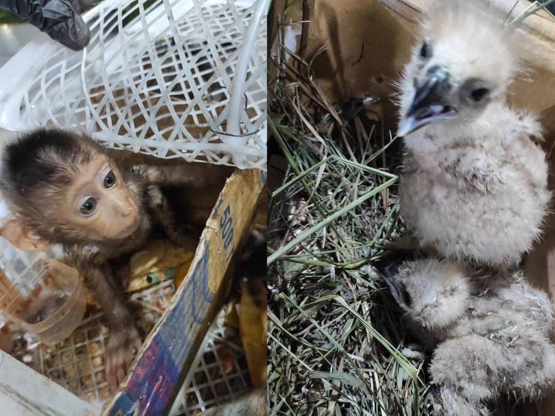 Belasan Monyet-Elang Disita di Pelabuhan Bakauheni hendak Dikirim ke Tangerang 