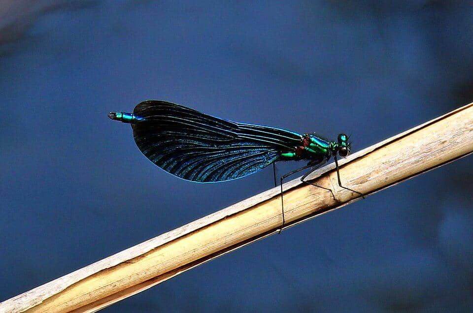 Capung Calopteryx virgo