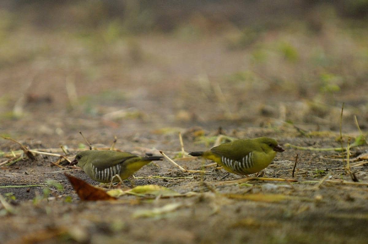 Burung Green Avadavat