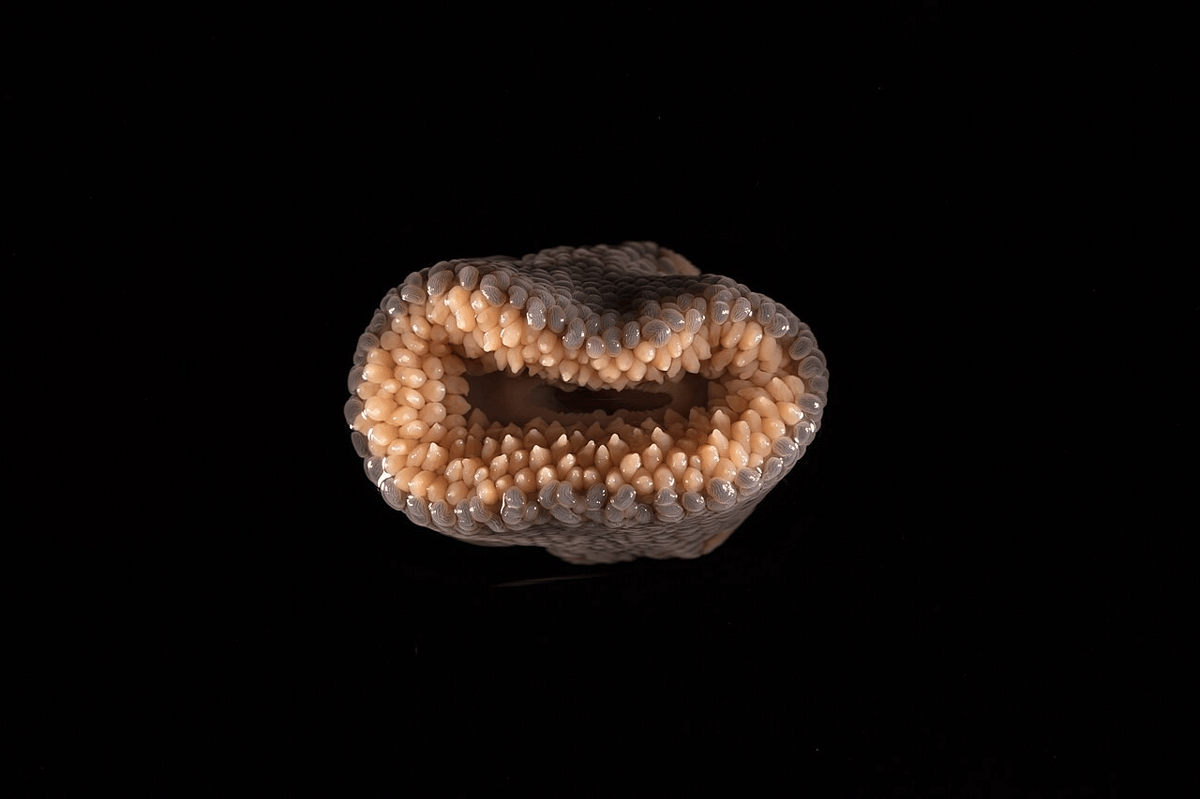 cnidaria