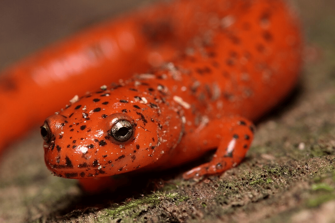 salamander tanpa paru-paru
