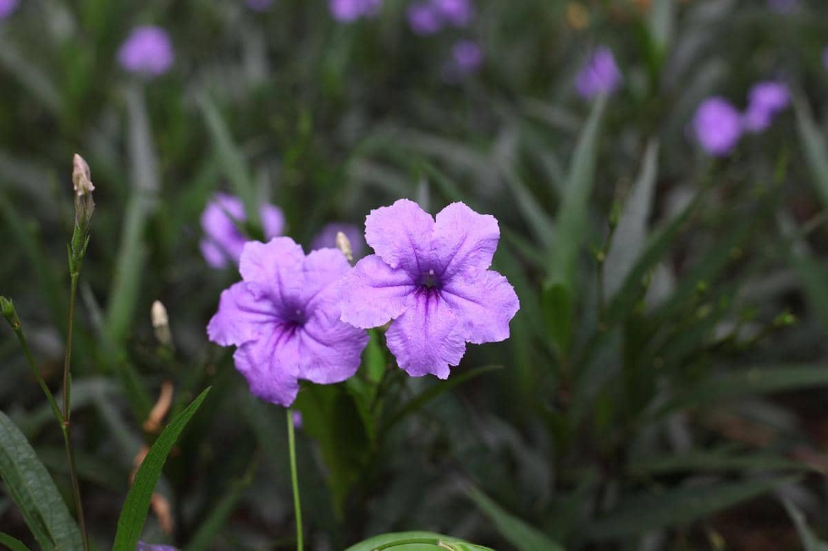 ilustrasi ruellia ungu