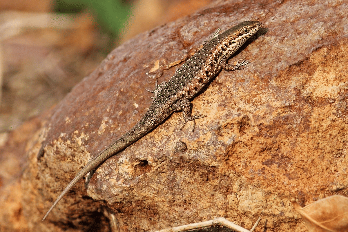 kadal skink
