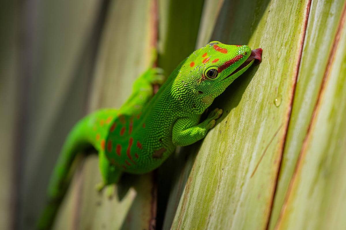 cecak siang raksasa madagaskar