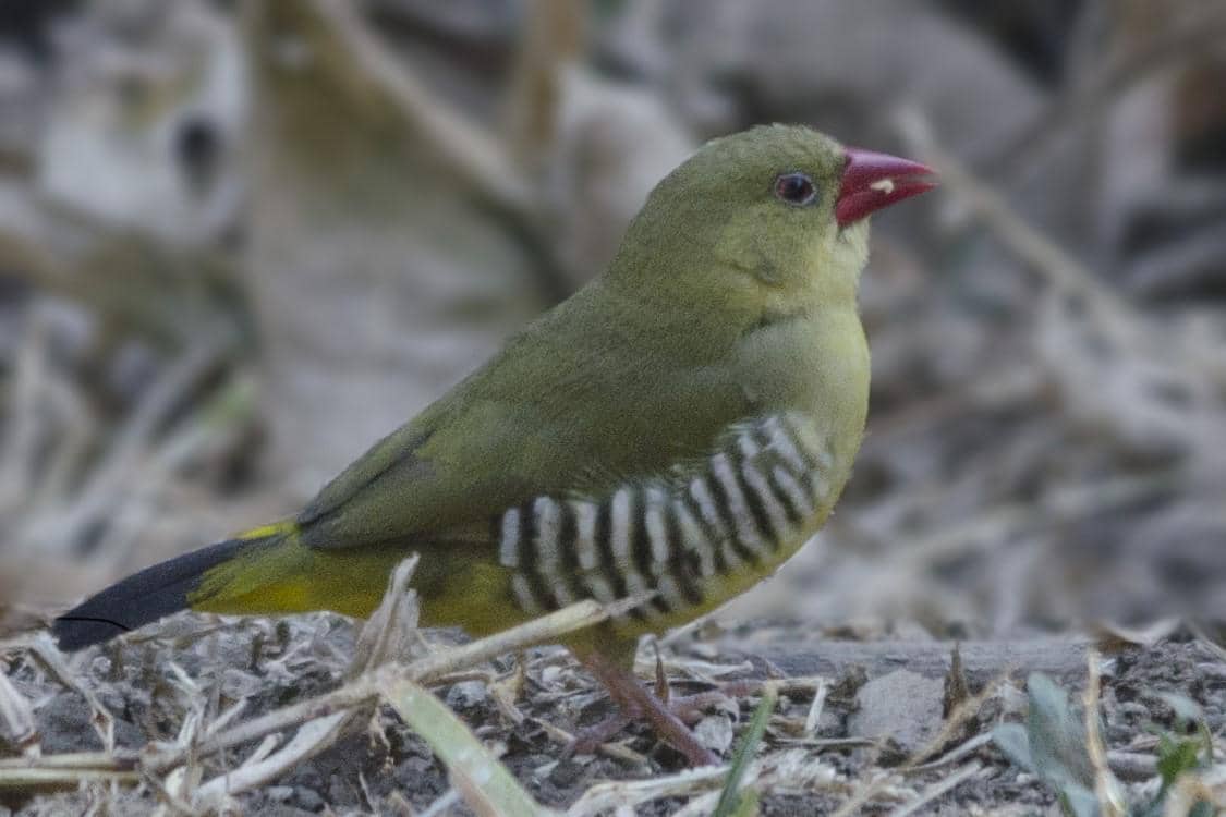 5 Fakta Green Avadavat, Burung Langka yang Punya Sifat Komunal
