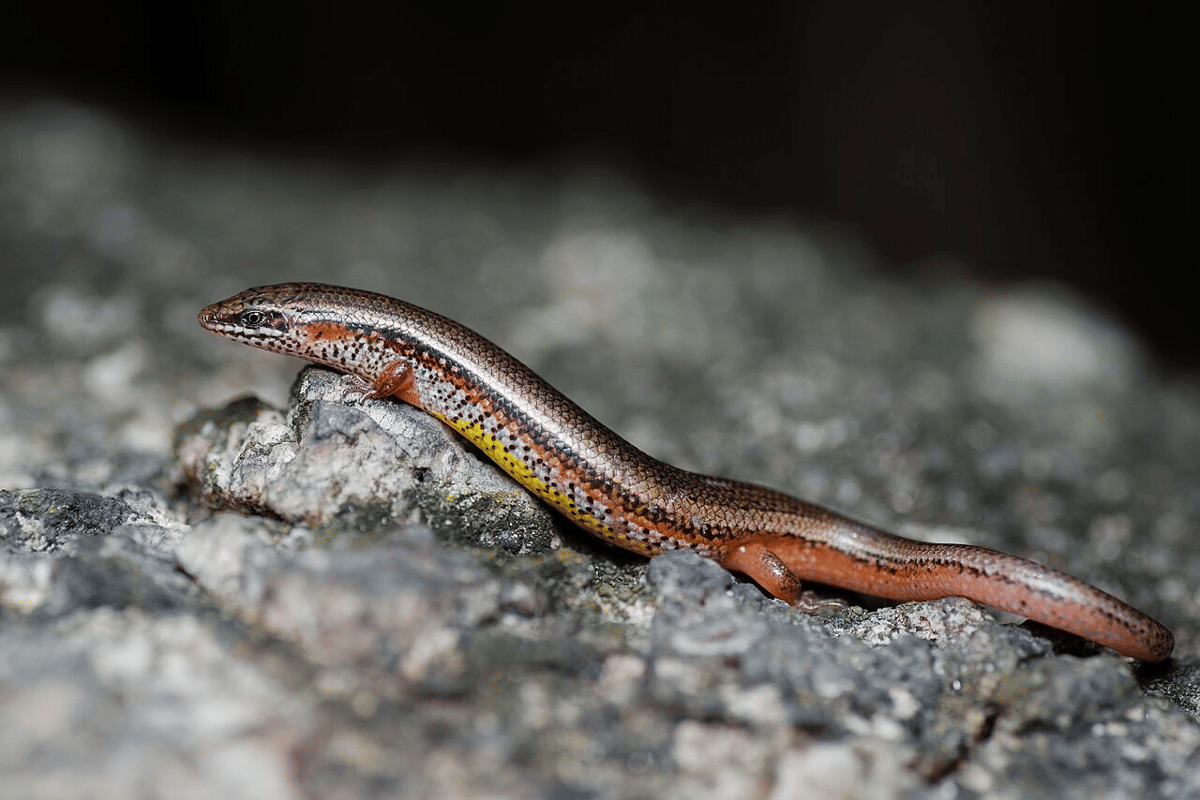 kadal skink