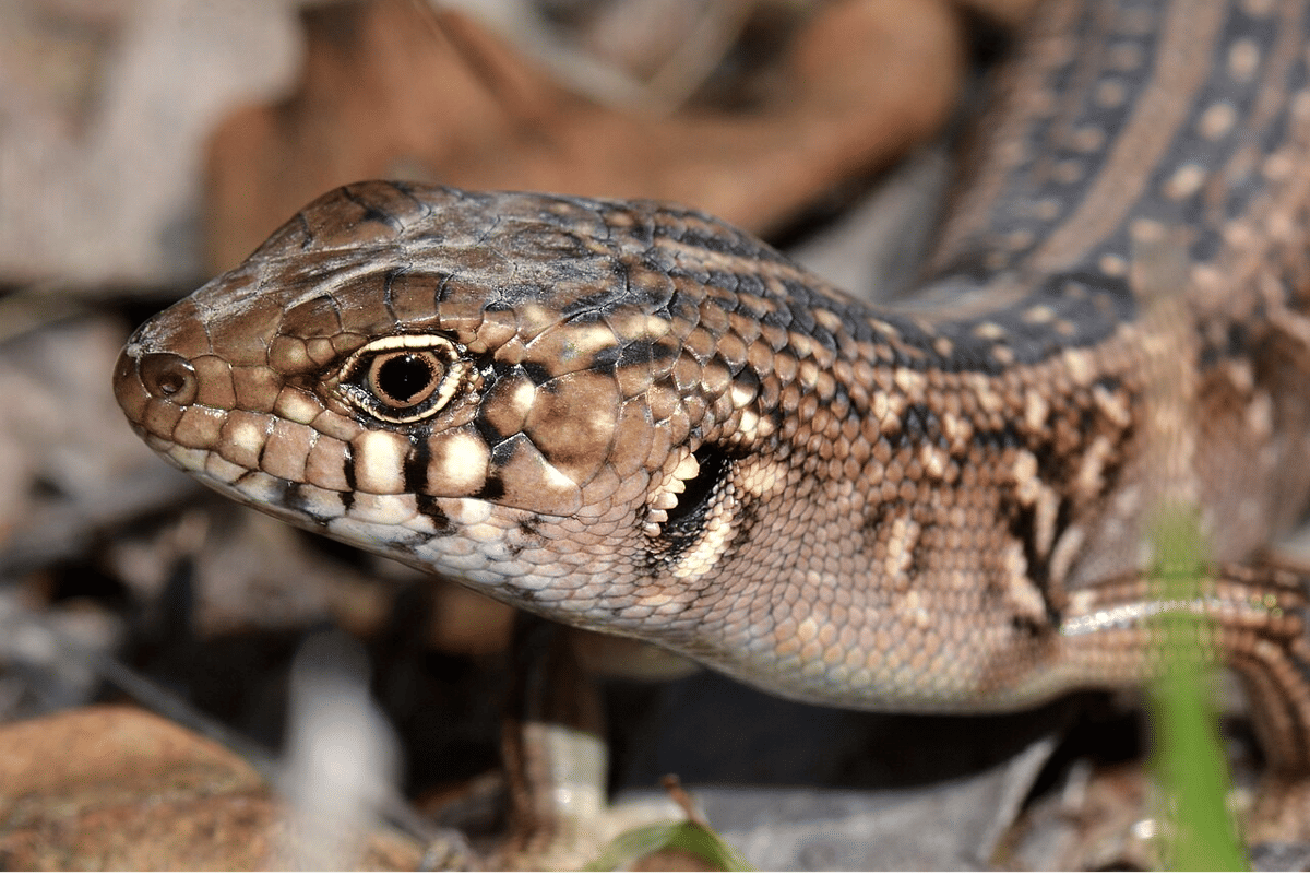 5 Fakta Menarik Kadal Skink, Sudah Hidup Sejak Zaman Dinosaurus