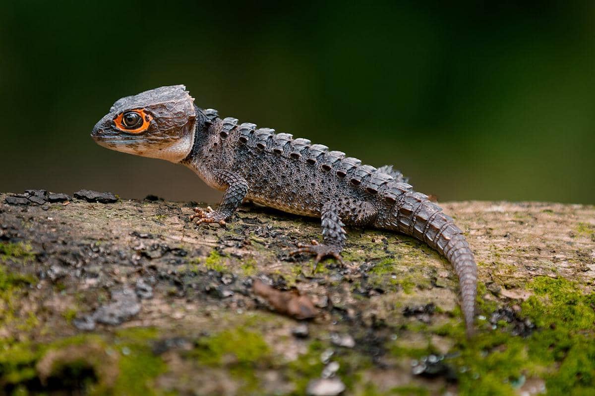 kadal skink