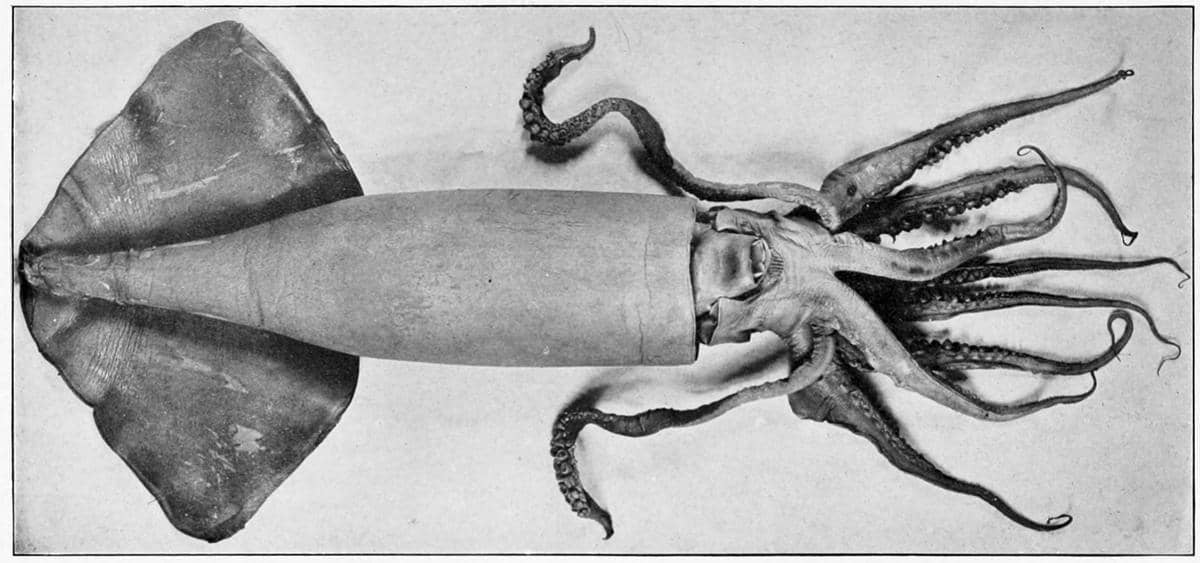 Humboldt Squid