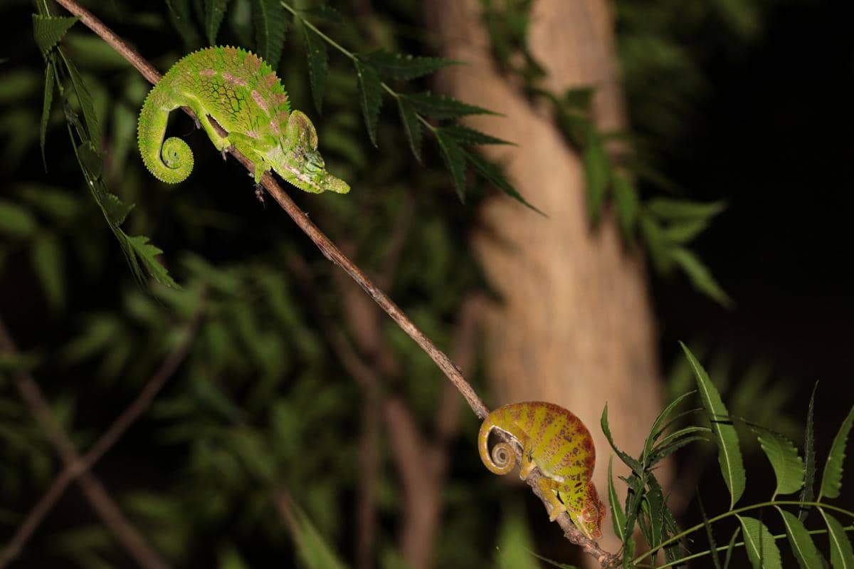 Labord's Chameleon