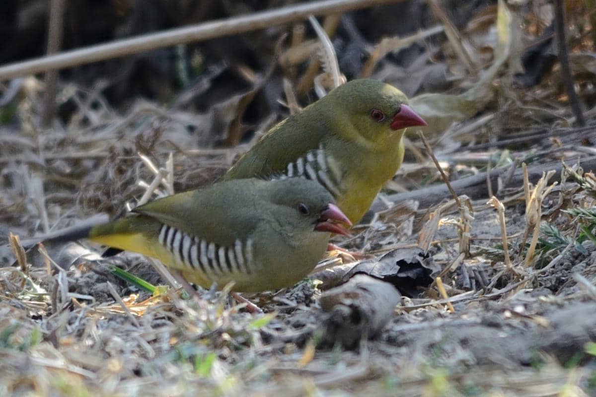 Burung Green Avadavat 