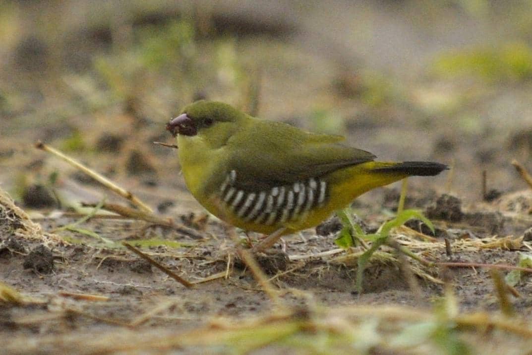 Burung Green Avadavat