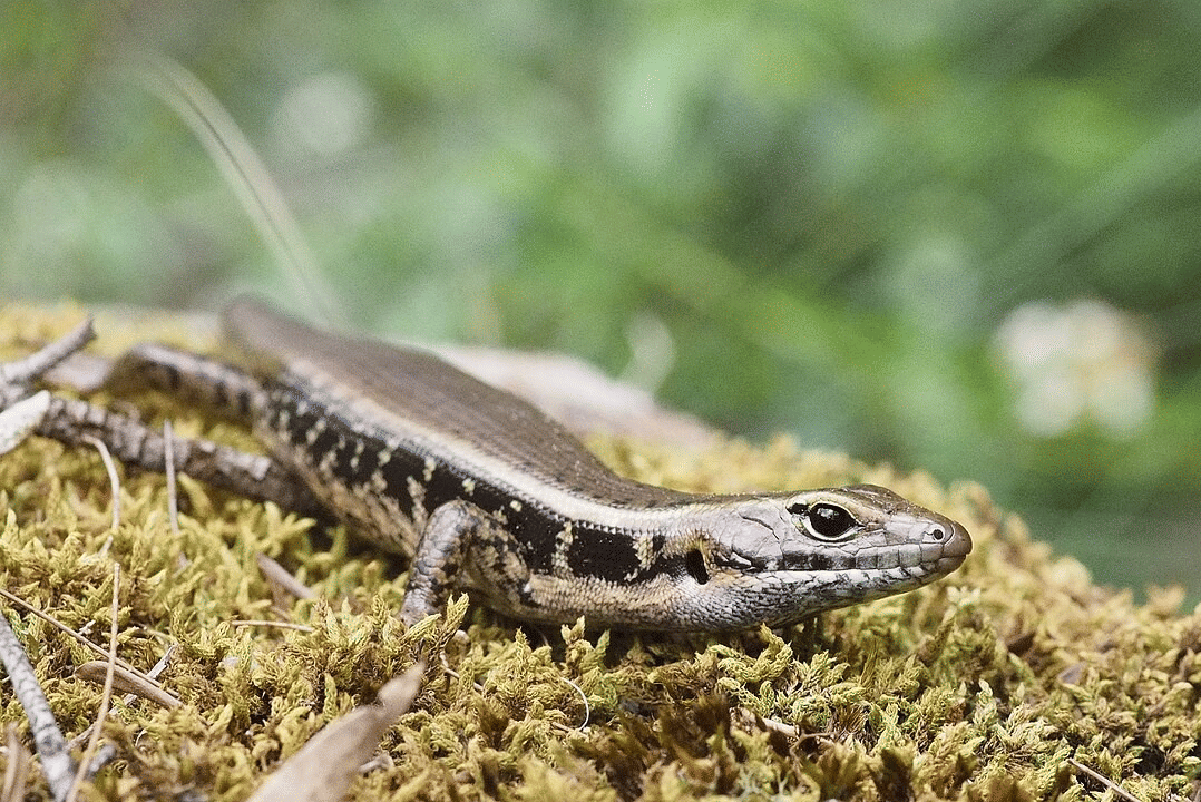 kadal skink