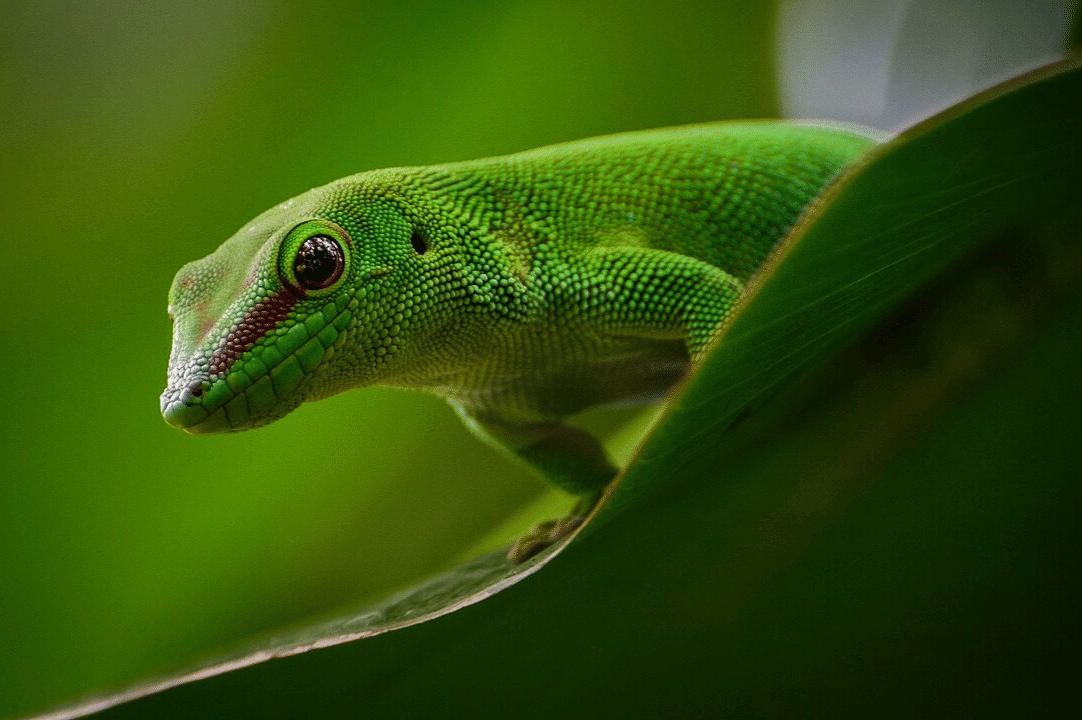 cecak siang raksasa madagaskar