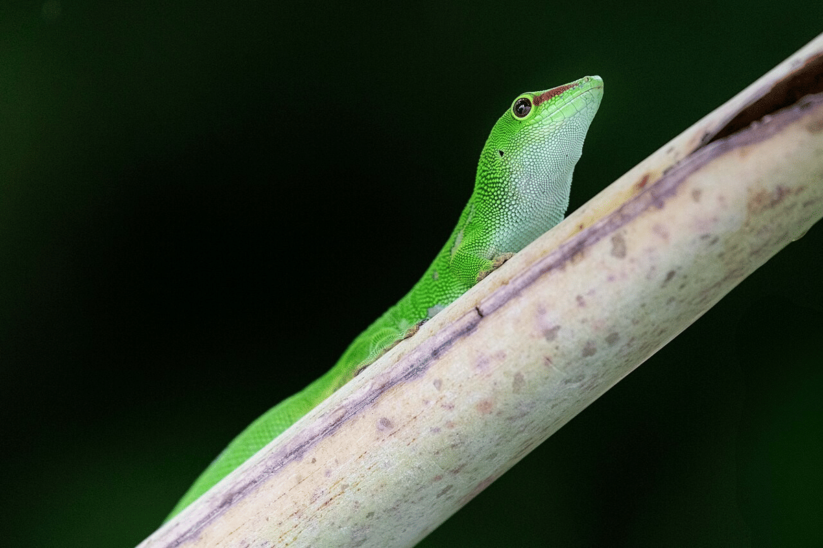 5 Fakta Unik Cecak Siang Raksasa Madagaskar, Bukan Hewan Nokturnal