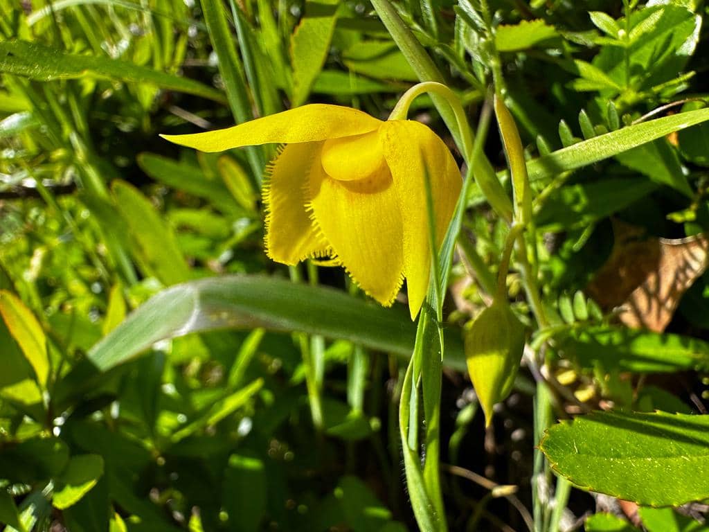 Bunga Calochortus amabilis