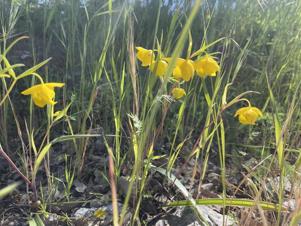 Bunga Calochortus amabilis