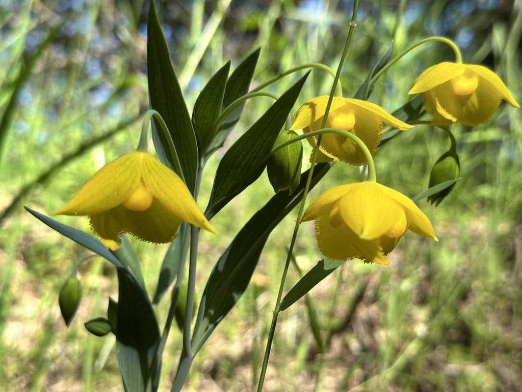 Bunga Calochortus amabilis