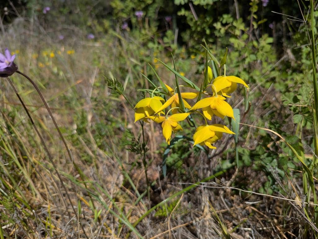 Bunga Calochortus amabilis
