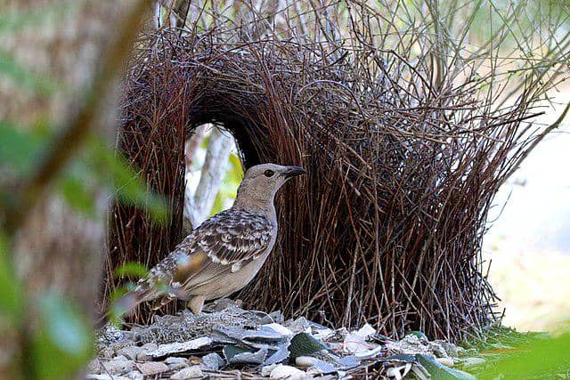 5 Fakta Burung Namdur, Gemar Mengoleksi Benda Warna Biru