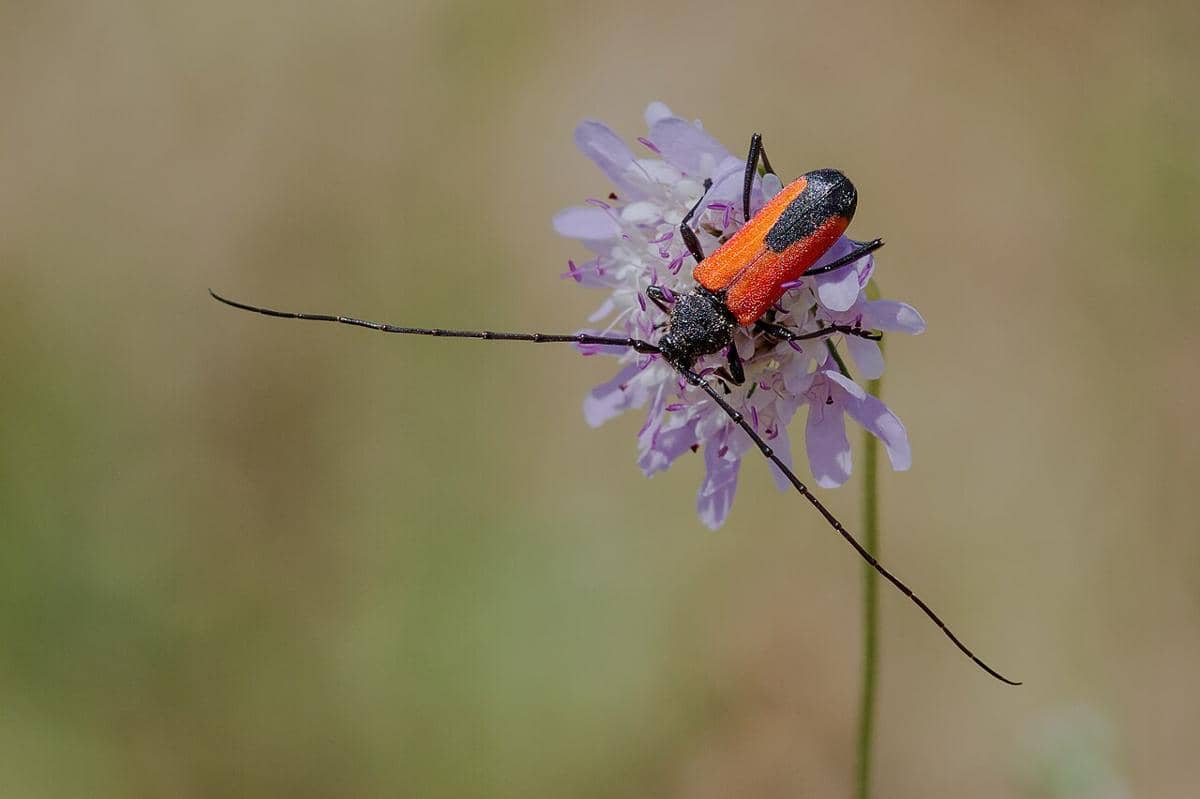 5 Hewan yang Tidak Punya Paru-paru, Bagaimana Mereka Bernafas?