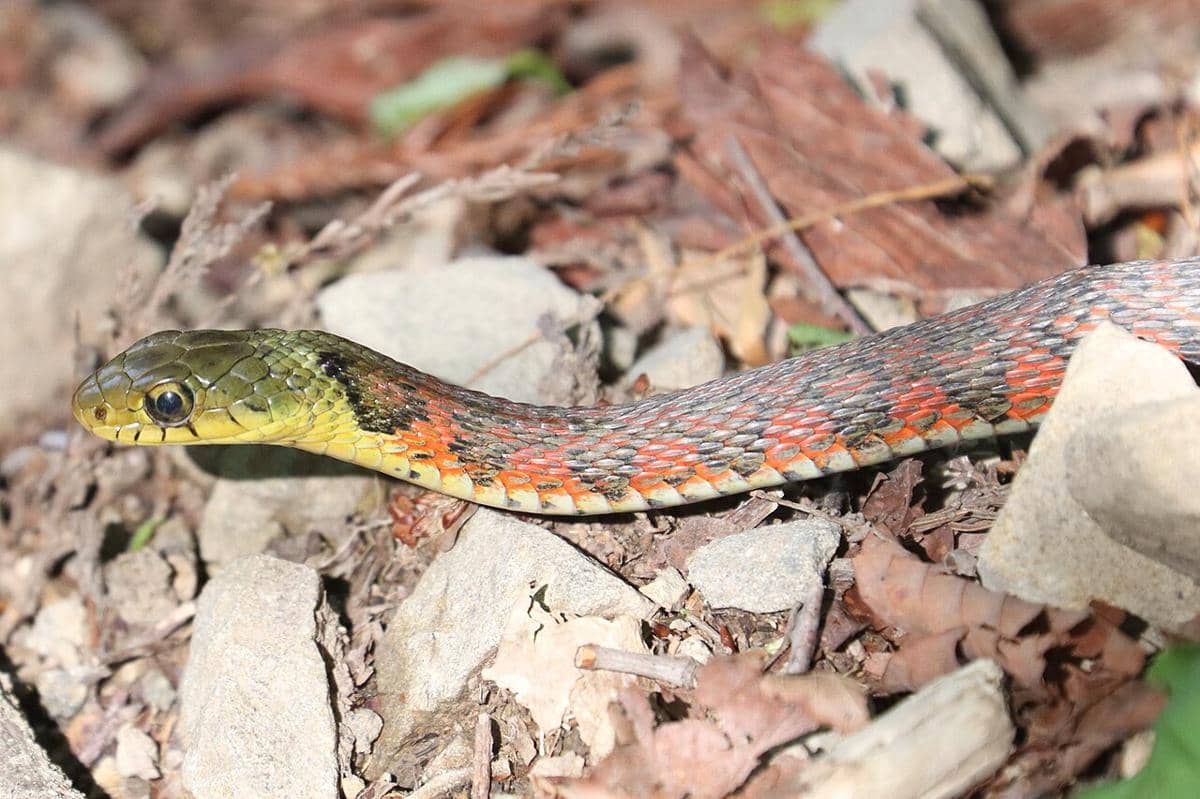 5 Fakta Unik Ular Picung Harimau, Beracun Karena Makan Kodok