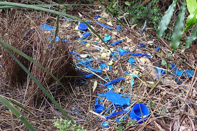 Sarang burung namdur yang dipenuhi benda warna biru