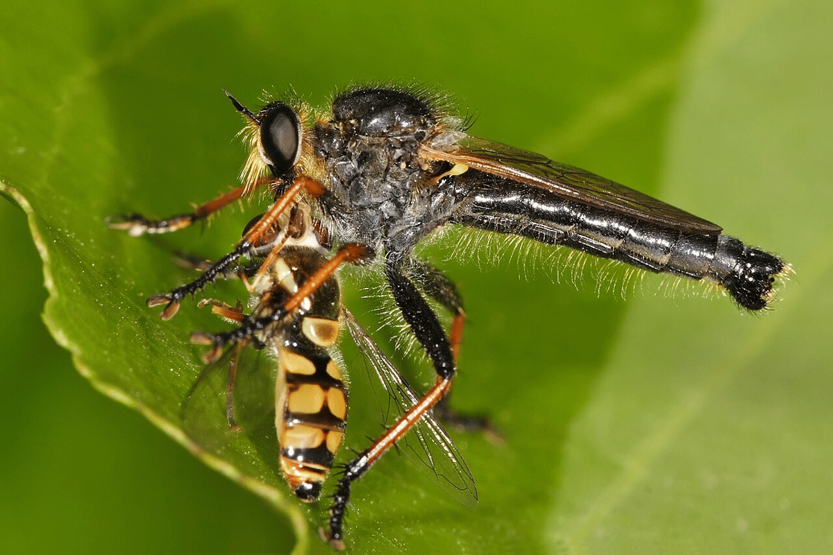 lalat pencuri