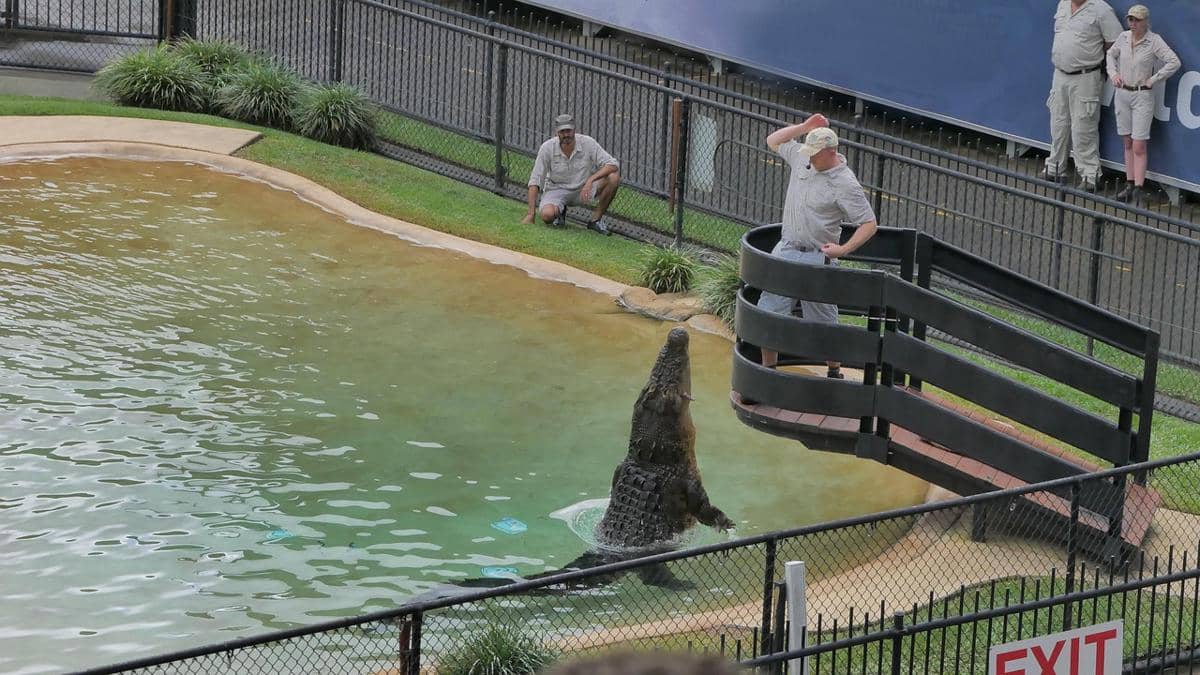 Ilustrasi orang memberi makan buaya