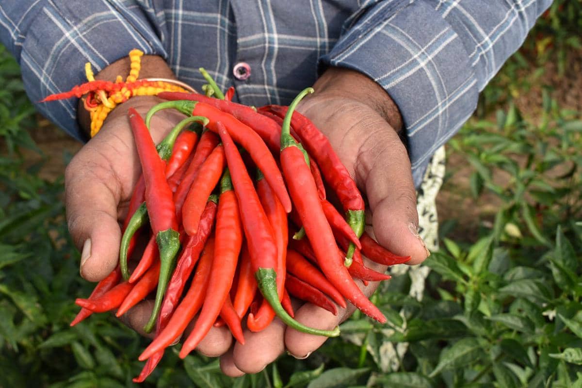 Kenaikan Harga Cabai Akibat Cuaca Panas Ekstrem Sumbang Inflasi Sumsel
