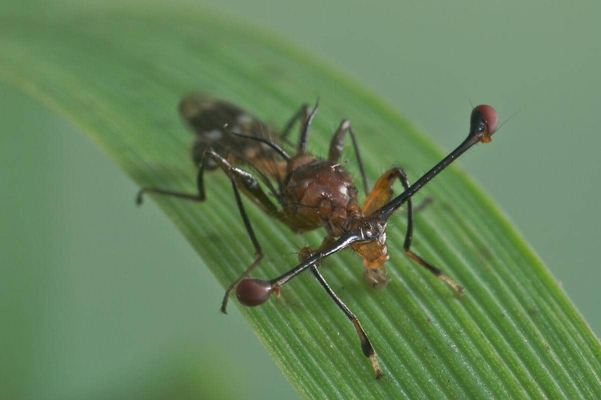 Lalat mata penguntit malaysia 