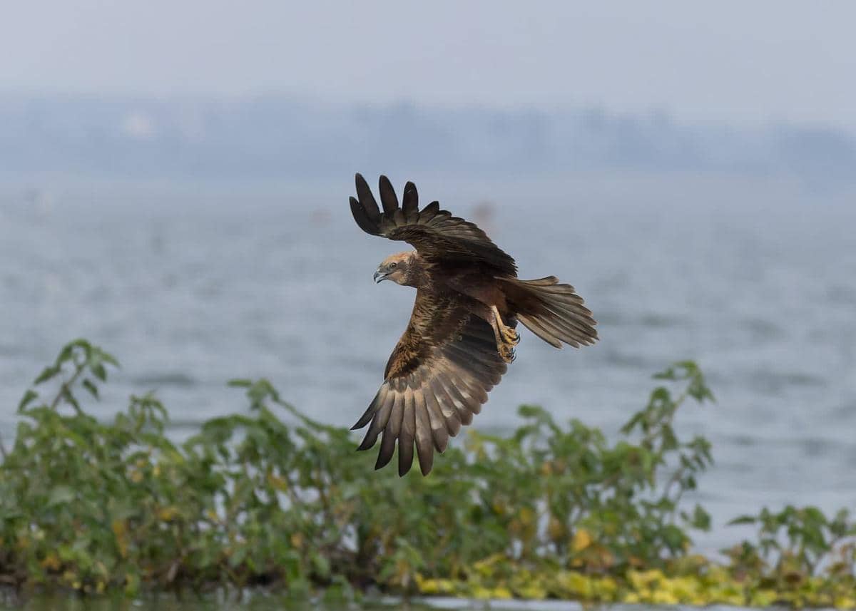 Potret western marsh harrier