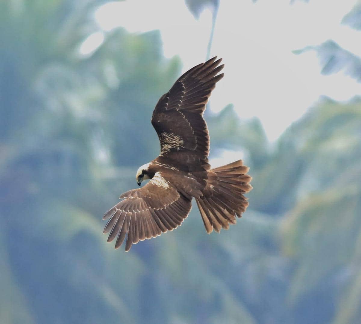 5 Fakta Western Marsh Harrier, Spesialis Tinggal di Tempat Terbuka