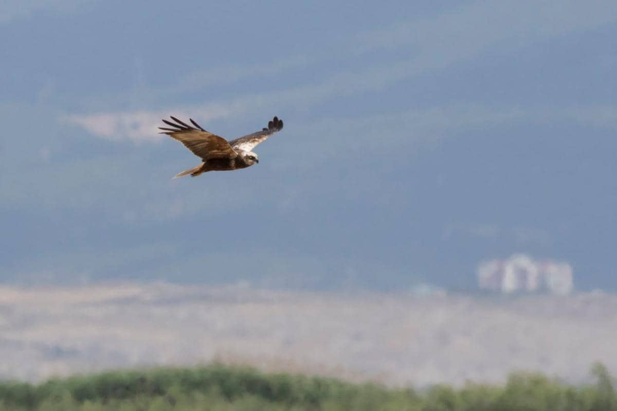 Potret western marsh harrier