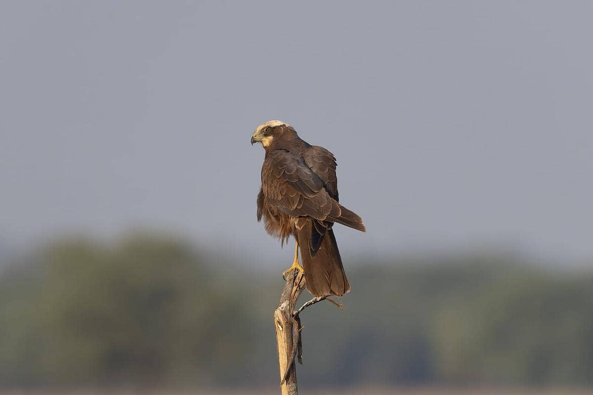 Potret western marsh harrier