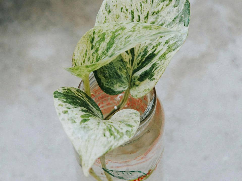 ilustrasi marble queen pothos