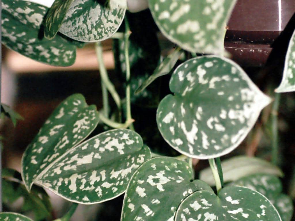 5 Jenis Tanaman Sirih Gading untuk Dekorasi Rumah, Estetik!