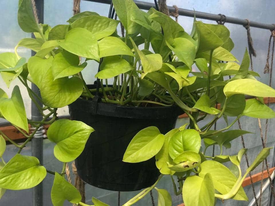 ilustrasi neon pothos