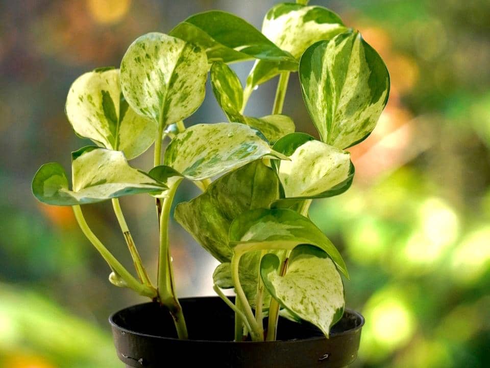 ilustrasi manjula pothos