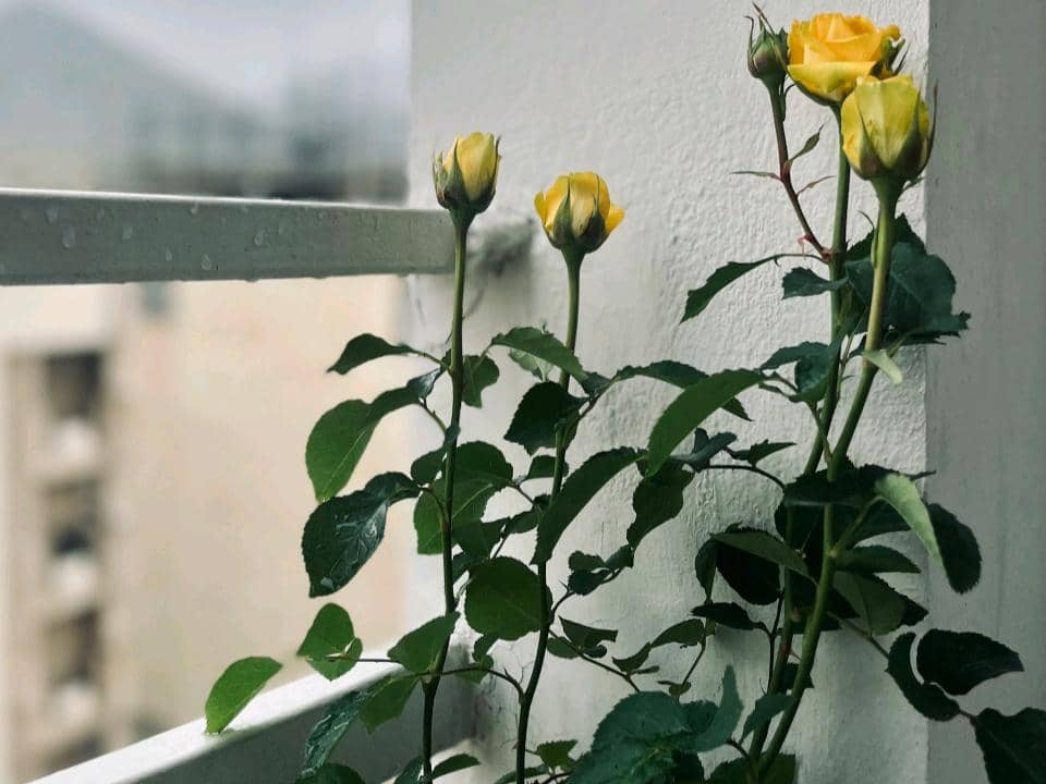 ilustrasi tanaman mawar di balkon