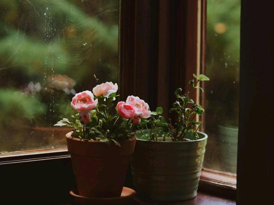 ilustrasi tanaman mawar di dekat jendela