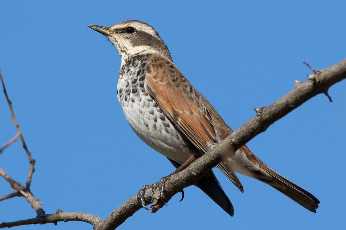 5 Fakta Dusky Thrush, Pengembara Musim Dingin yang Melintasi Asia